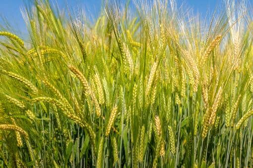 小麦的比重一立方多少斤（1立方小麦的重量是多少斤）
