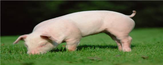 对猪致病性较强的球虫是 球虫病对猪的影响