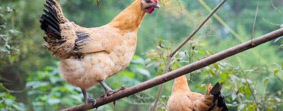 鸡的饲养管理技术要点（鸡的养殖技术及饲养管理）