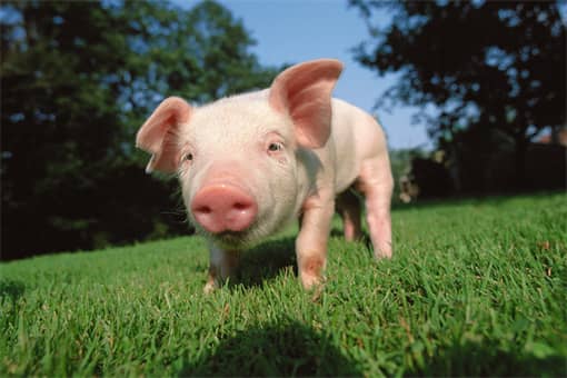 2022养猪可以补贴多少钱（2020年农村养猪有补贴政策吗）