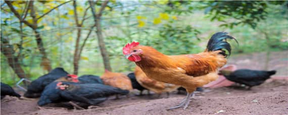 鸡是如何受精繁殖的 鸡是如何受精繁殖的呢