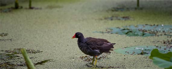 野鸡几月份下蛋抱窝（野鸡几月份下蛋抱窝最好）