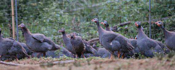 珍珠鸡是鸡还是鸟 珍珠鸡是不是鸡