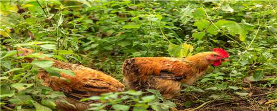 柴鸡和土鸡的区别 柴鸡和土鸡的区别微小