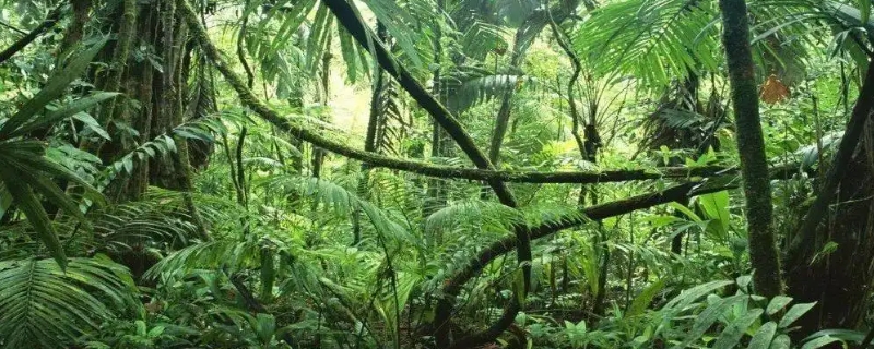 热带雨林气候特点是什么