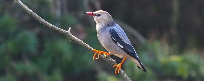 椋鸟是什么鸟