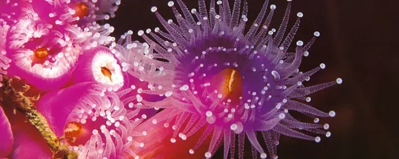 海葵是什么东西