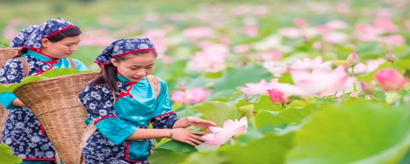 采莲曲的芙蓉是指 采莲曲的芙蓉是指什么意思