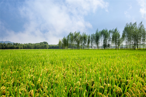 2022农村种植水稻有哪些补贴（2022农村种植水稻有哪些补贴呢）