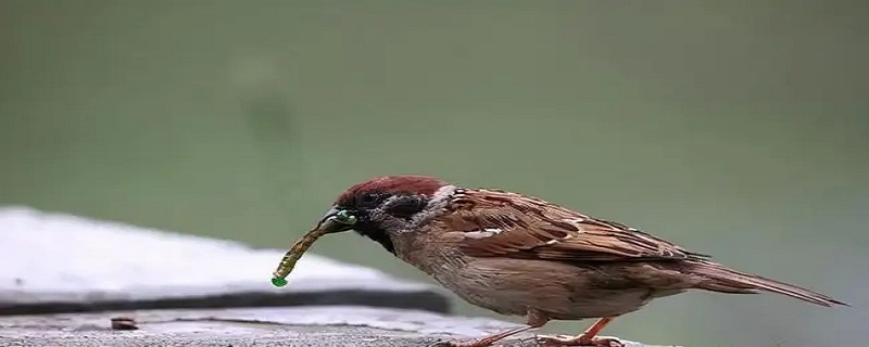 麻雀是国家保护动物吗 麻雀是国家保护动物吗几级