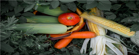 粮食作物和经济作物的区别（粮食作物和经济作物的区别和联系）