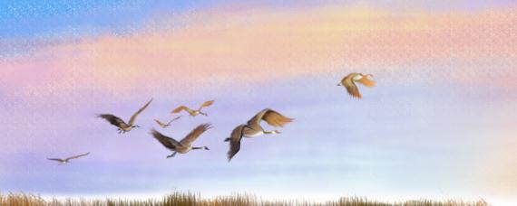 大雁是怎么过冬 大雁是怎么过冬的