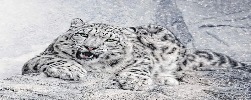 雪豹的天敌 雪豹的天敌为什么是人类
