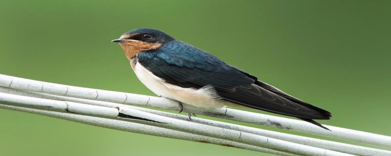 燕子的雅名 燕子的雅名玄鸟之外还有吗?