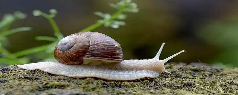 蜗牛利用什么向前移动（蜗牛利用什么向前移动的方式）