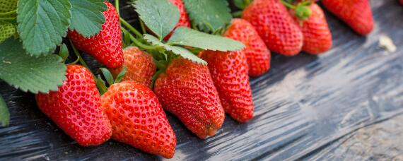 草莓种植时注意事项 草莓地栽的注意事项