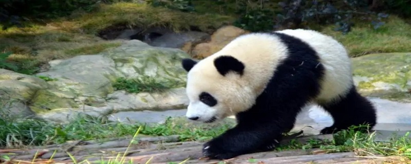 熊猫的外形特征有哪些 熊猫的外形特征有哪些用英语说