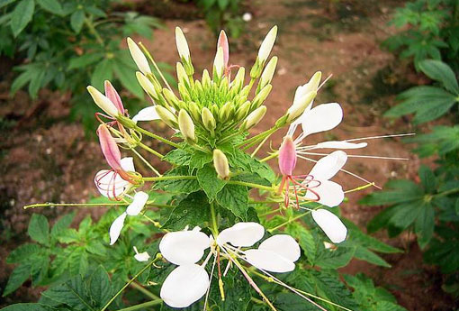 白花菜（白花菜怎么做好吃）