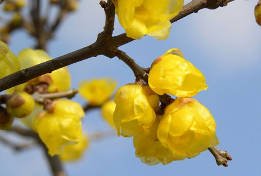 腊梅花 腊梅花是什么季节开的花