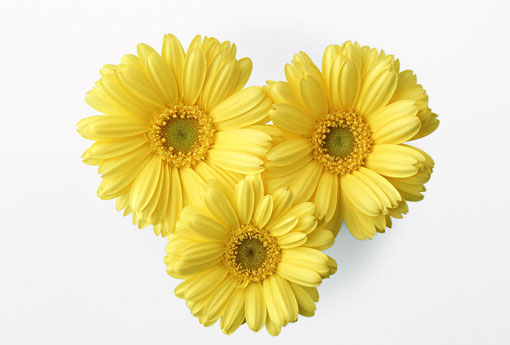 菊花(菊花枸杞决明子茶的功效与作用)