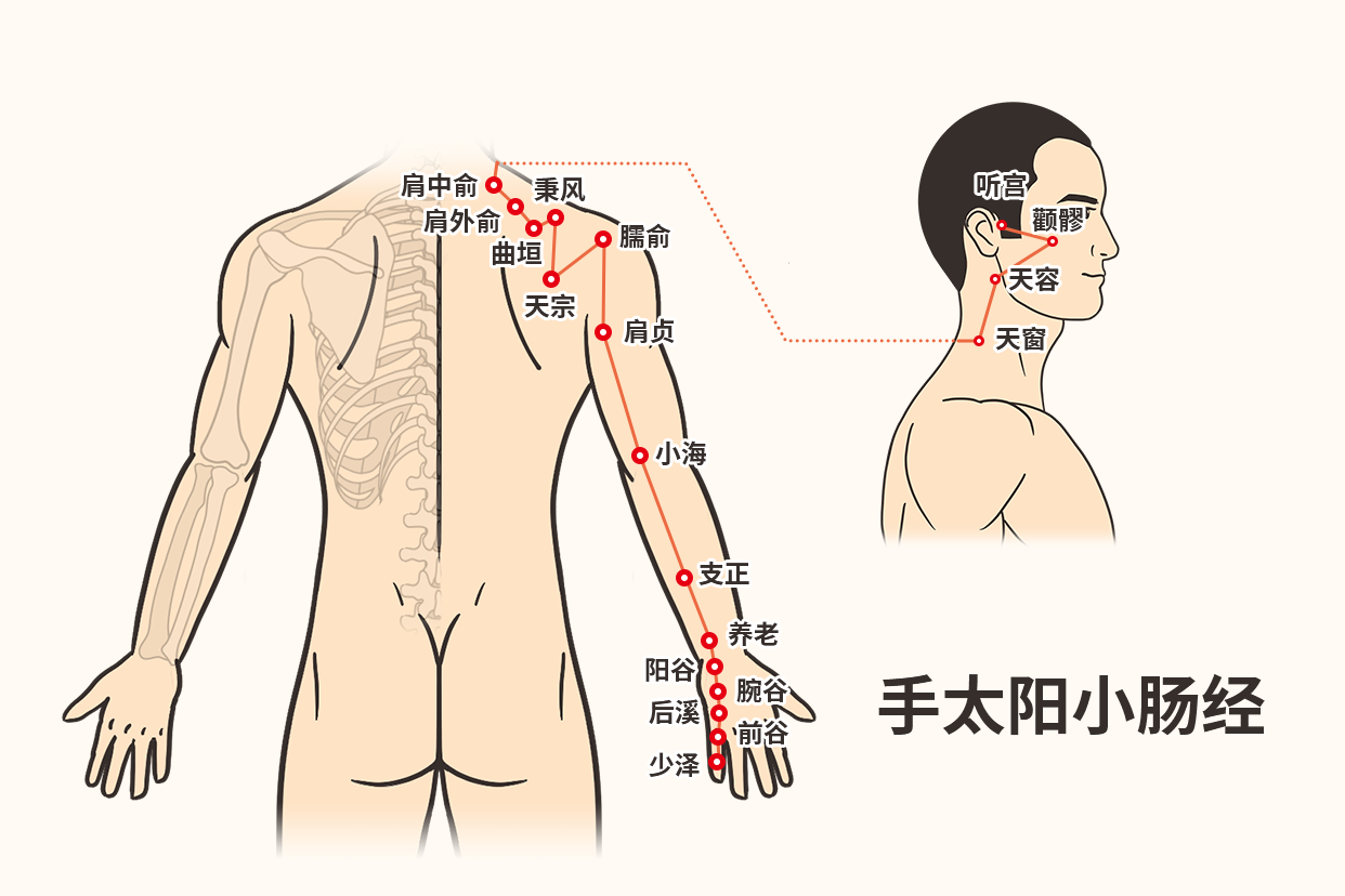 小肠经的循行路线以及经络图 小肠经的循环路线