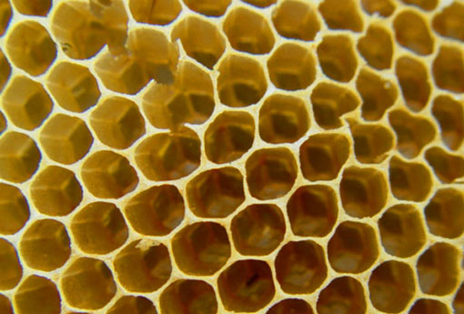 蜂房（蜂房的图片）