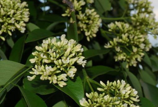 黄花梨（黄花梨怎么鉴别真假）