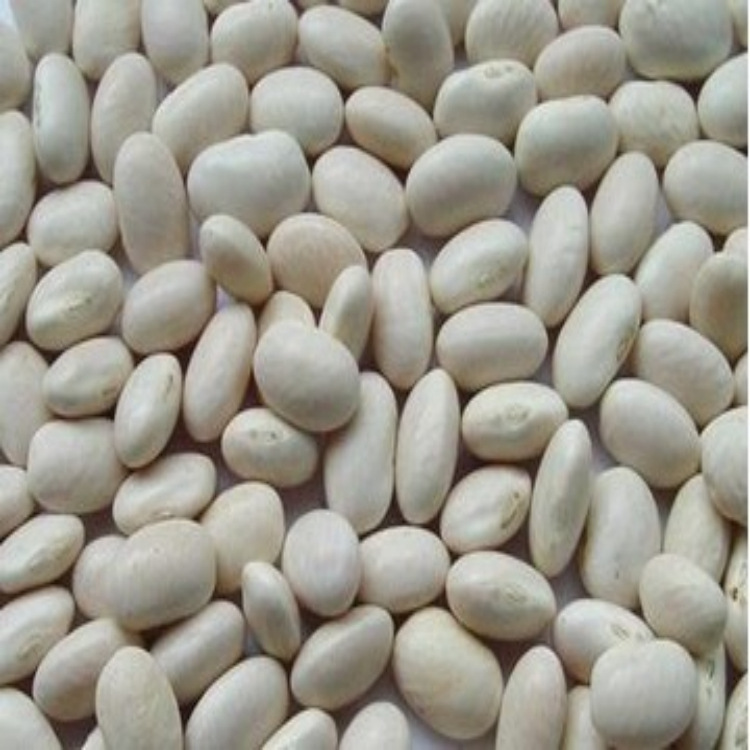 白芸豆和白扁豆的区别是什么呢（白芸豆和白扁豆的区别是什么呢图片）