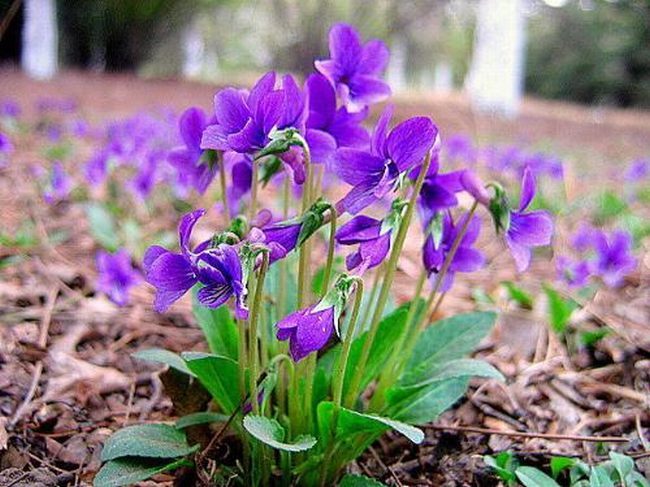 紫花地丁食用方法是什么呢 紫花地丁可食用吗