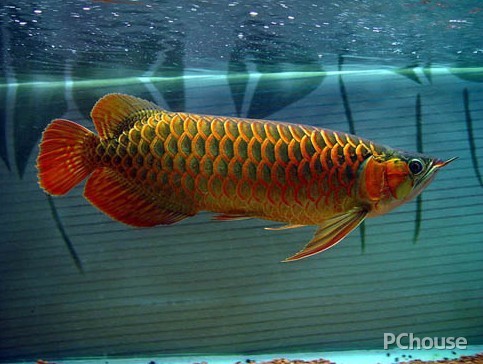 红龙鱼的品种 红龙鱼的品种与区别图