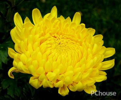 菊花的基本介绍 菊花的基本介绍和特点