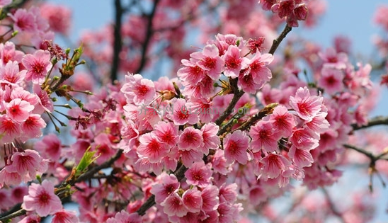 浪漫樱花季 浪漫樱花季动漫图片