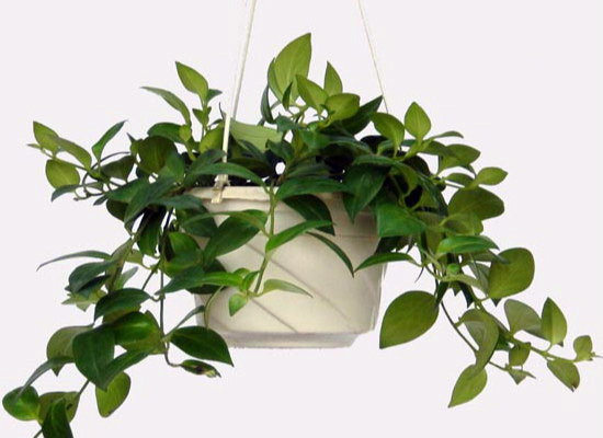 净化室内空气的植物有哪些？ 常见的十种净化空气的室内植物