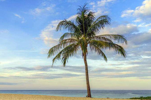 仿真椰子树的好处有哪些 仿真椰子树的好处有哪些图片