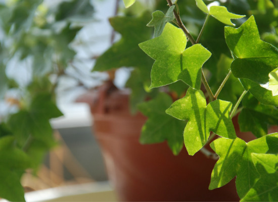 能有效去除甲醛的室内植物有哪些 可以祛除甲醛的植物