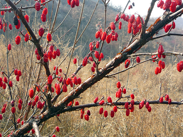 山茱萸的功效介绍（山茱萸的功效介绍图）