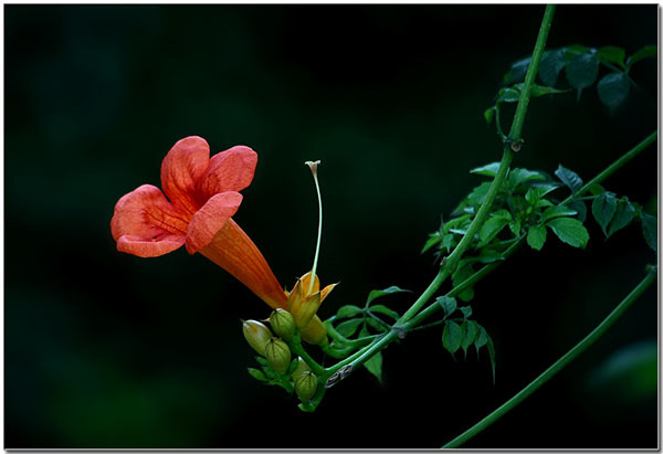 健康养生凌霄花（凌霄花美容功效与作用）