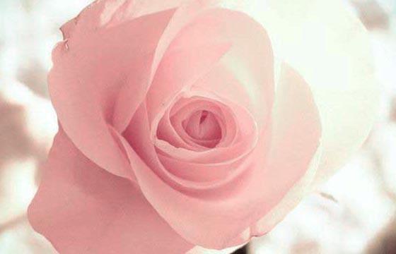 了解粉玫瑰花语，表达你真正的心意（粉玫瑰花语的准确意思）