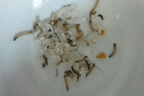 如何预防米虫 如何预防米虫 卧室出现米虫怎么解决