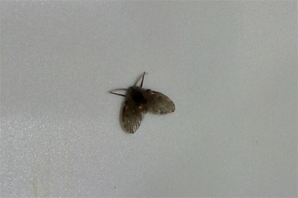 家里很干净为什么有小飞虫 家里很干净为什么有小飞虫在飞