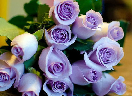 你知道紫玫瑰的花语是什么吗 紫玫瑰的花语和寓意