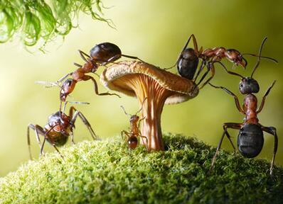 你知道家里快速灭蚂蚁的方法吗（家里怎么灭蚂蚁）