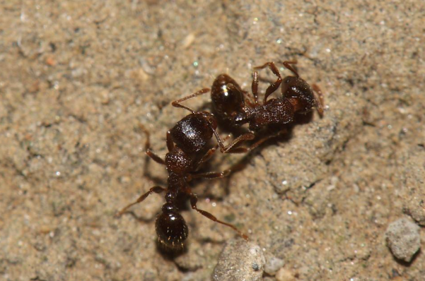 家里有蚂蚁是什么原因 楼房家里有蚂蚁是什么原因