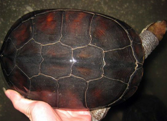 越南石龟的养殖方法，你都清楚么？
