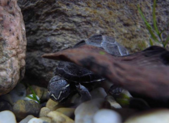 你知道该怎么饲养巴西彩龟么？