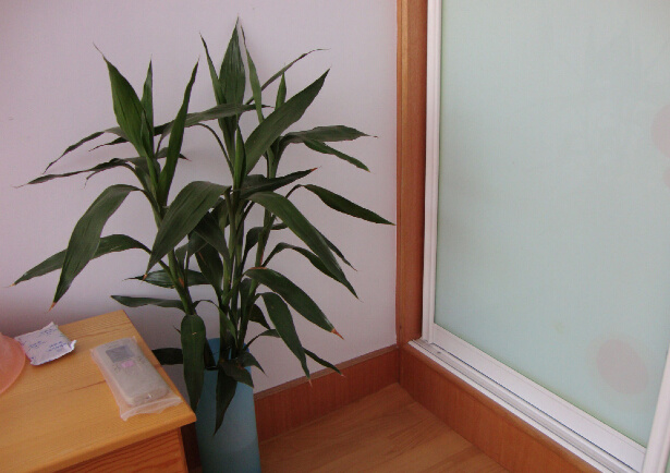 摆放在家里的植物是否可以选择水培富贵竹
