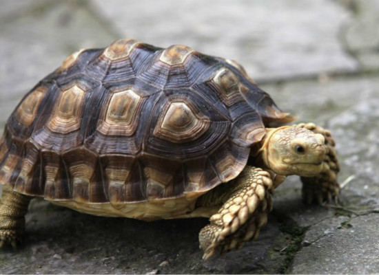 你知道该怎么饲养巴西彩龟么？