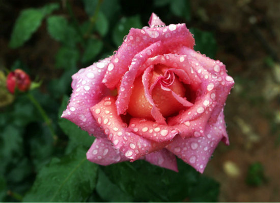 粉玫瑰的花语，表达*纯真的爱恋