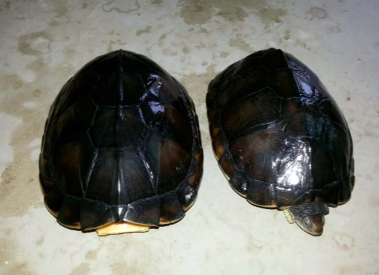 越南石龟的养殖方法，你都清楚么？