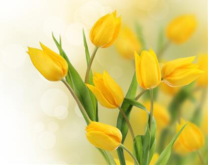 郁金香的种植方法 郁金香的花语是什么？